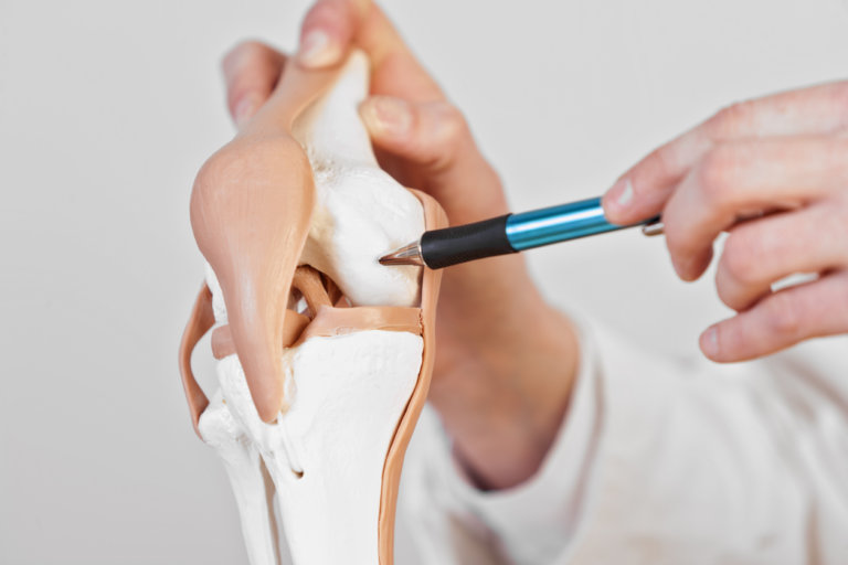 cartilage