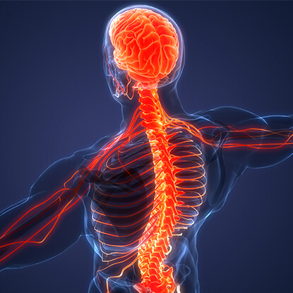 Full body illustration showing spine