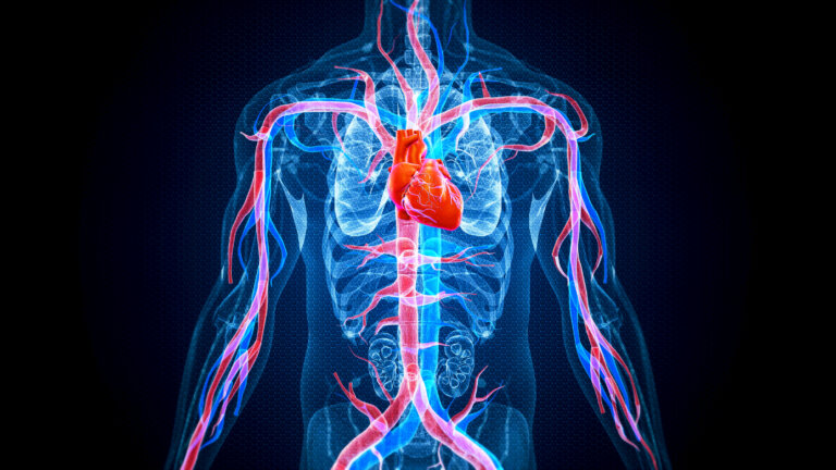 human body with heart and cardiovascular circulatory